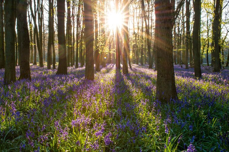 bluebell-gb0c5b8092_1920