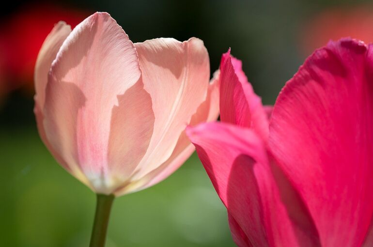 flower-7998134_1280
